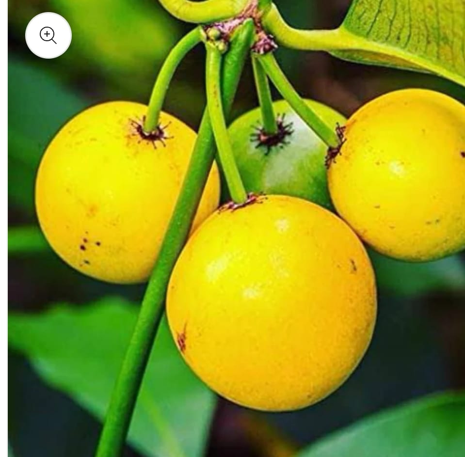 Baraba Fruit Plant - Exotic Variety - Keyfarm Wayanad