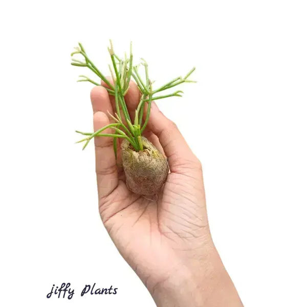 Rhipsalis baccifera 'Oasis'(Pencil cactus)