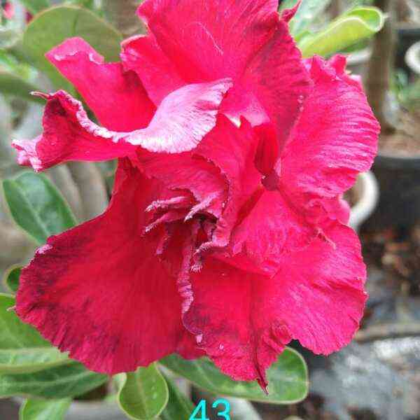 Adenium Plant-43