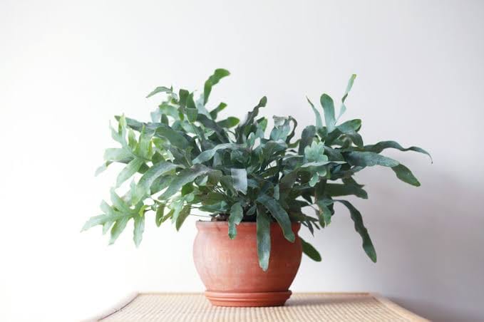 Blue Star Fern potted indoor plant – ships pan-India