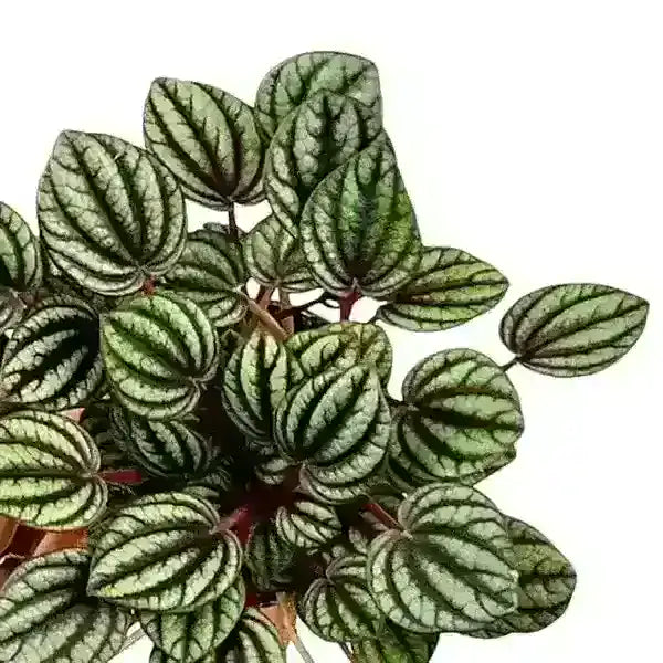 Peperomia Albovittata ‘Piccolo Banda’