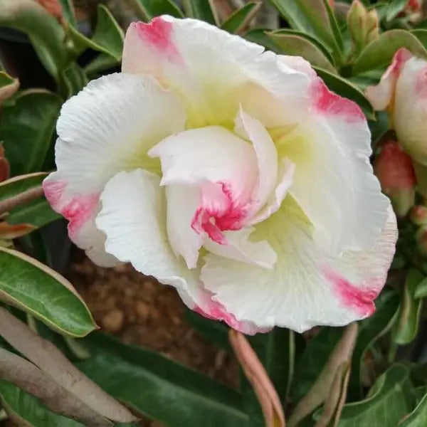 Adenium Plant - 79