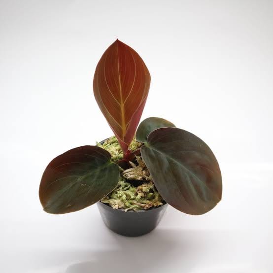 Homolomena Humilis Red healthy live foliage plant – Foliages India