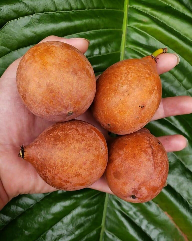 Achachairu Fruit Live Plants (Garcinia Humilis)