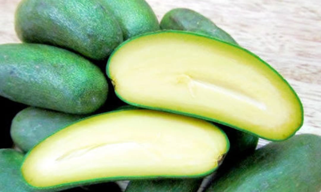 Seedless Avocado Fruit Plant - Keyfarm Wayanad