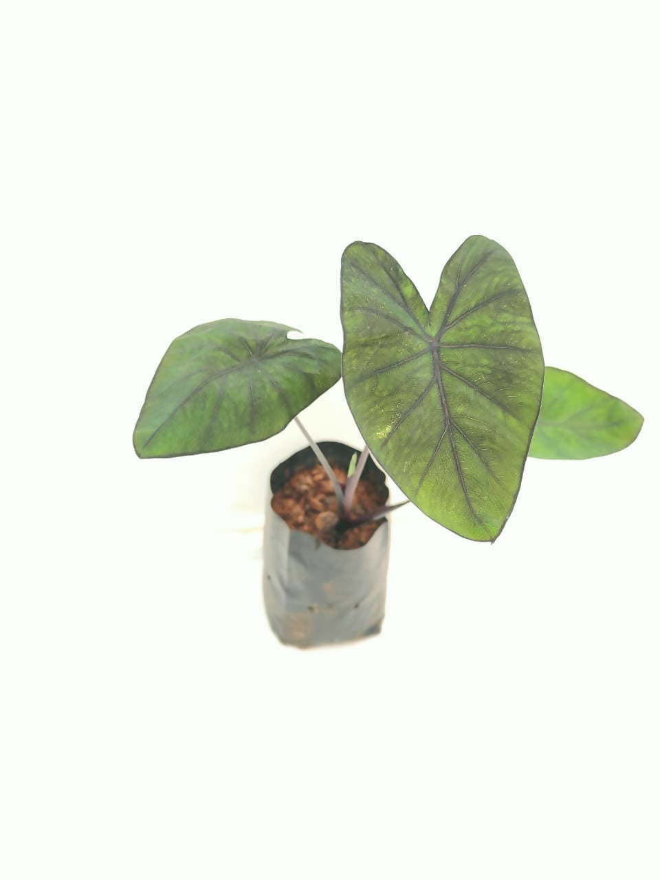 Colocasia electric blue ( 3.5 inch pot)