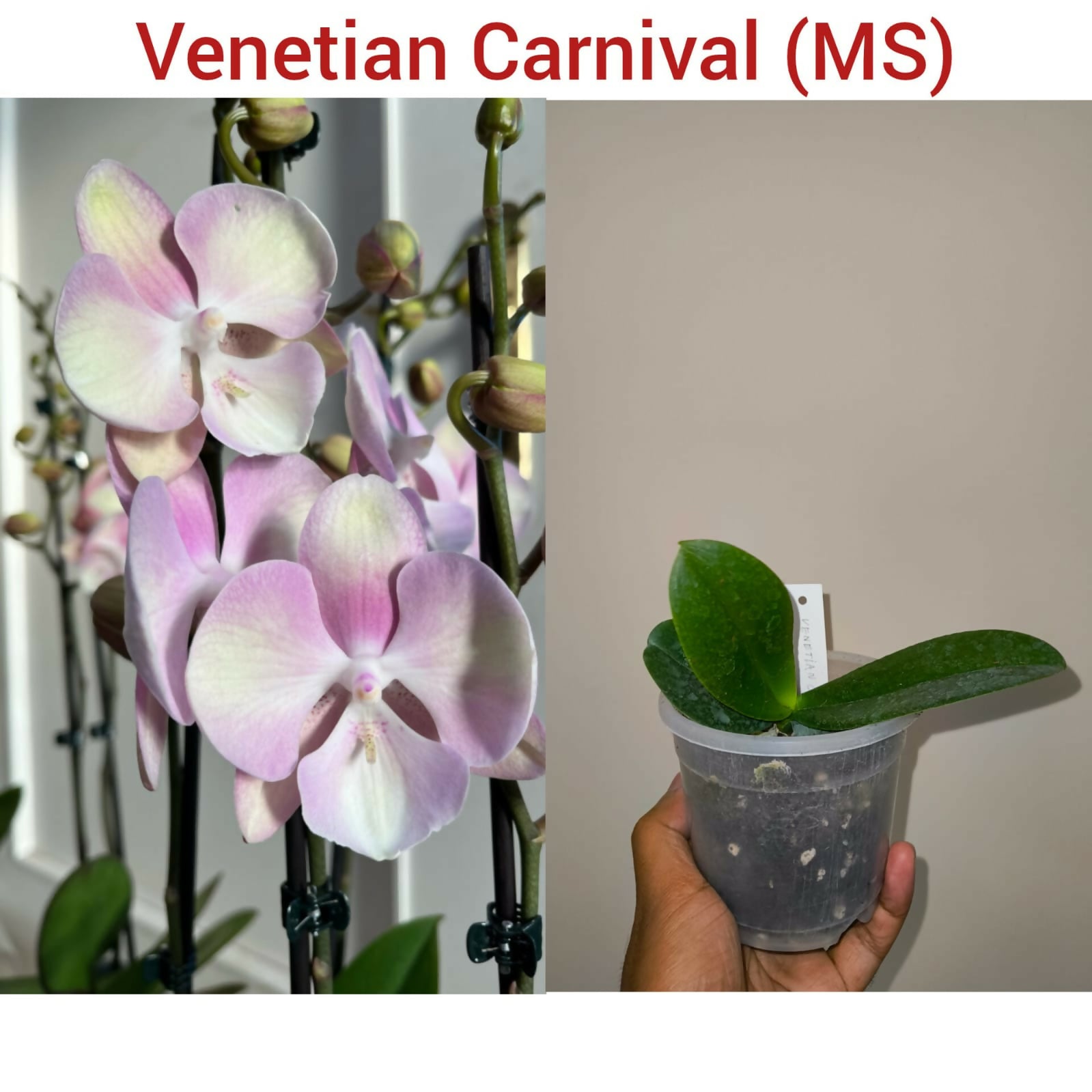 Phalenopsis Orchid- Venetian Carnival (MS)