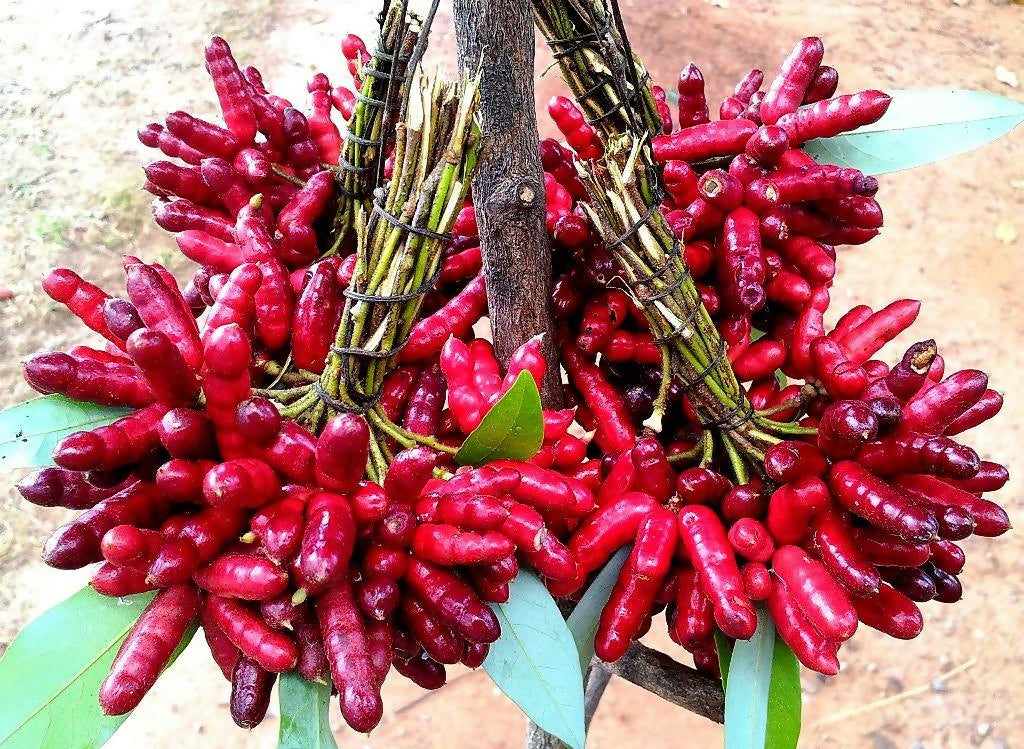 Amazon Bird Leg Fruit Live Plant