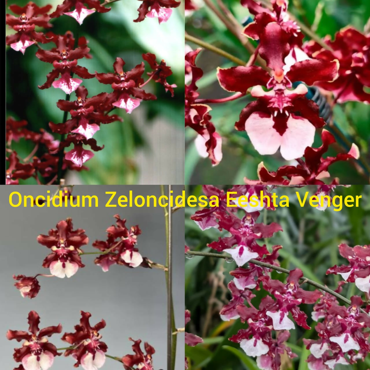 Oncidium Orchid Zeloncidesa Eestha Venger