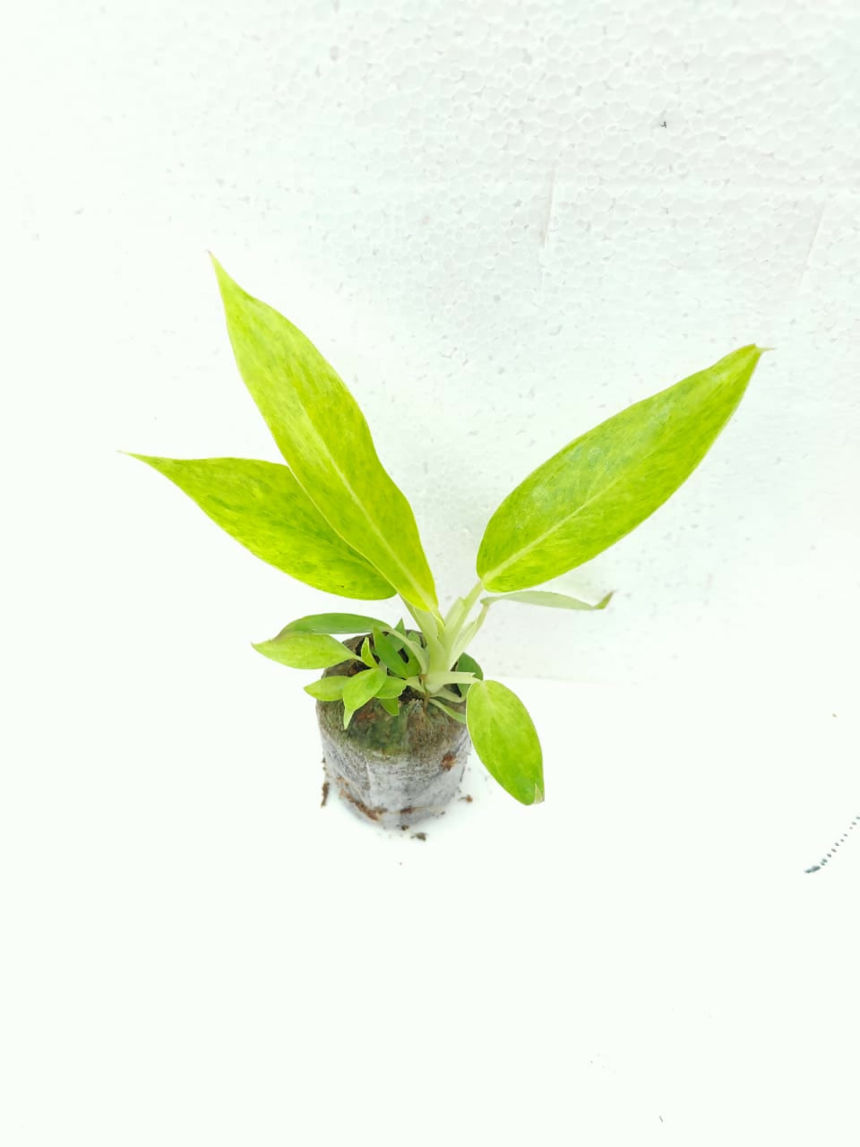 Philodendron Painted Lady Jiffy Sized Indoor Plant