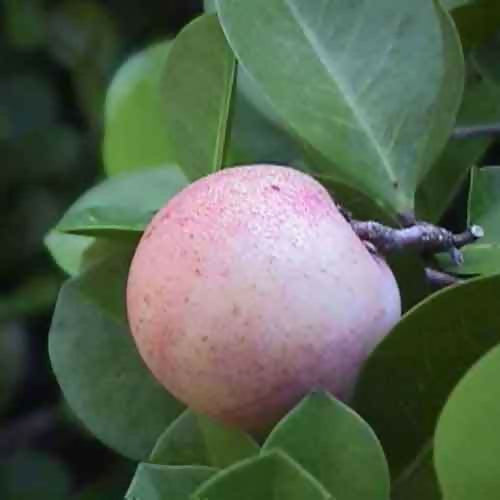 Cocoplum Fruit Plants (Chrysobalanus Icaco)