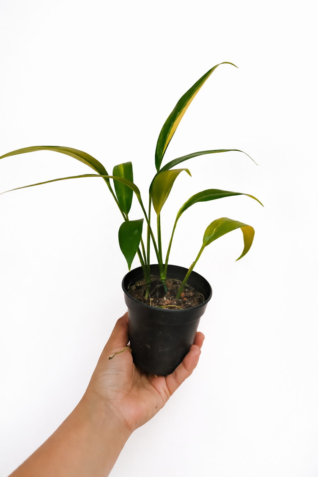Epipremnum Amplissimum Variegated Plant