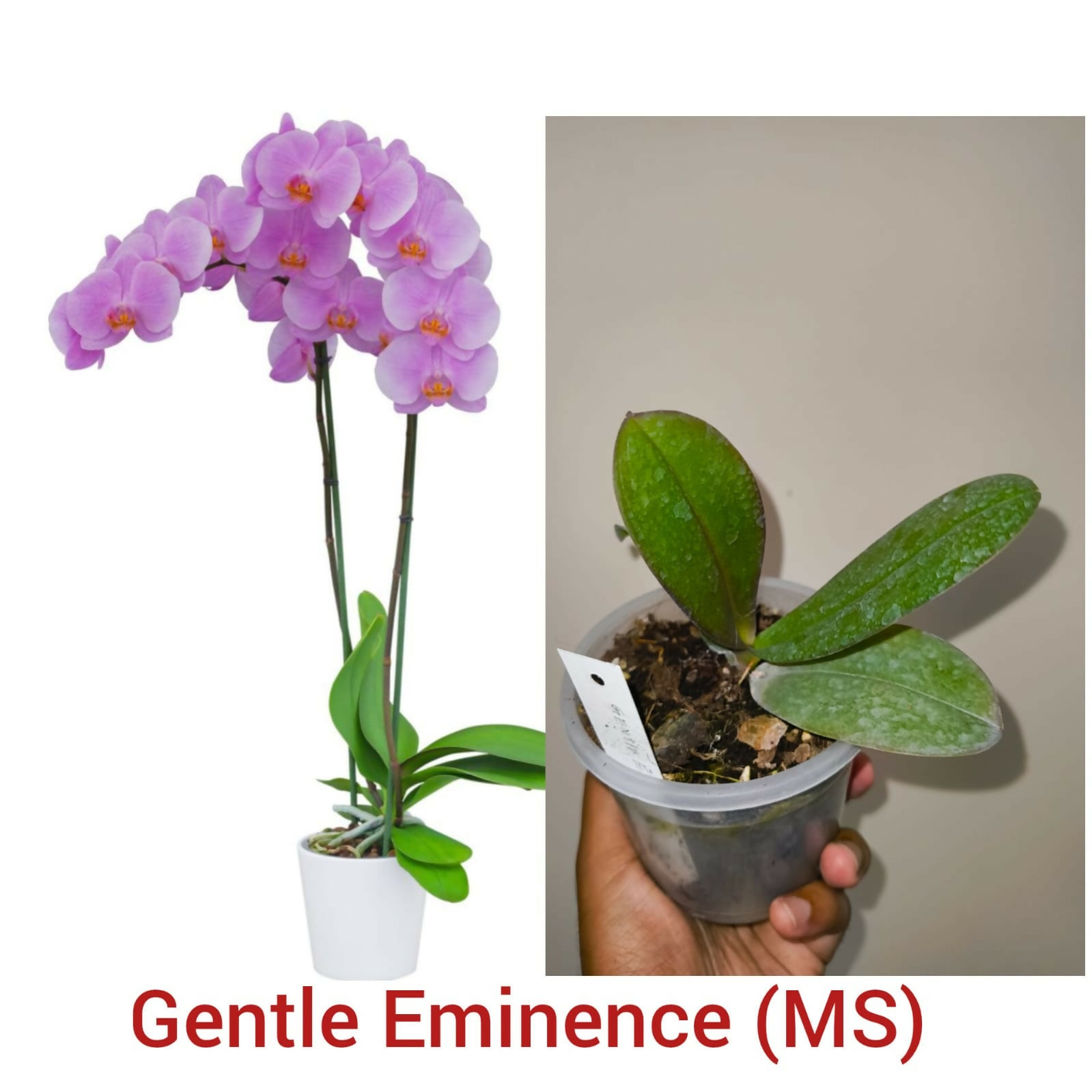 Phalenopsis Orchid- Gentle Eminence (MS)