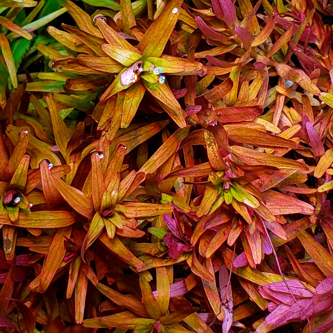 Rotala Rotundifolia "Twilight" (large pot)