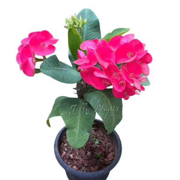 Euphorbia Red- E5