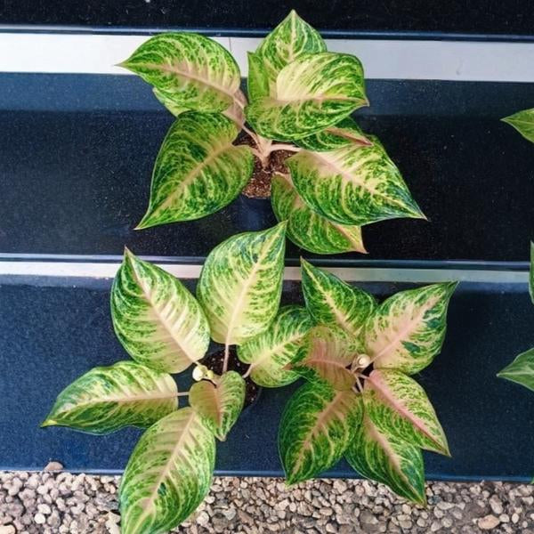 Aglaonema Pink Cabbage