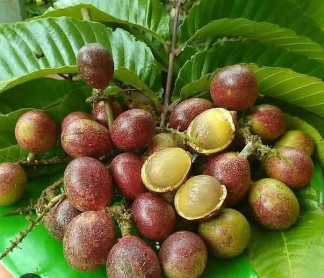 Joint Matoa Plant - Exotic Tropical Fruit Tree - Keyfarm Wayanad