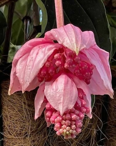 Medinilla Magnifica leaf details and texture – healthy indoor plant