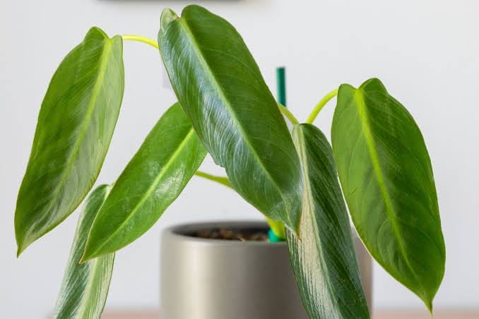 Philodendron Spiritus Sancti Pot leaf details and texture – healthy indoor plant