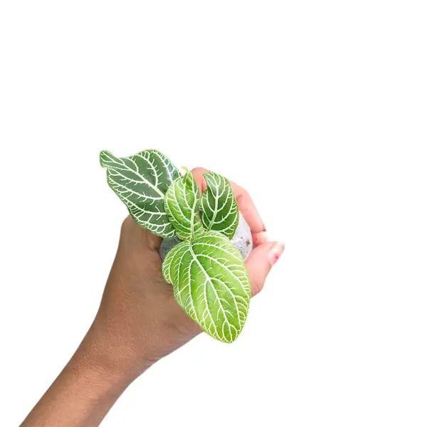 White Fittonia - Nerve Indoor Live Plant