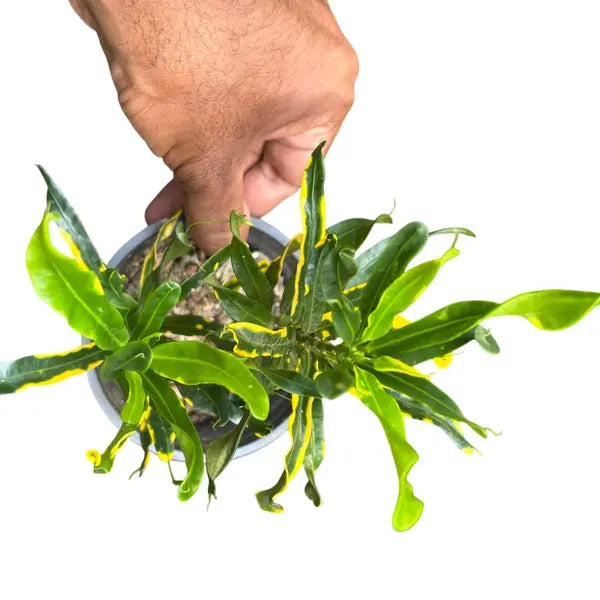 Codiaeum Twist and Point