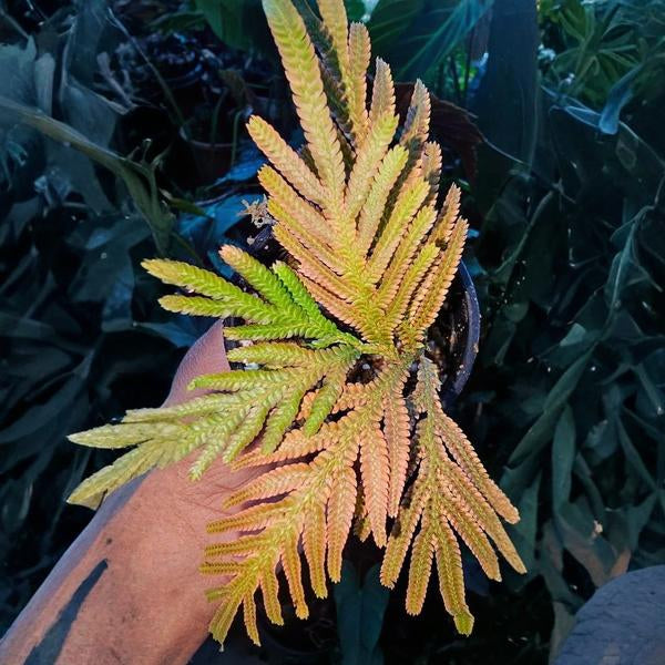 Siamensis Orange Fern