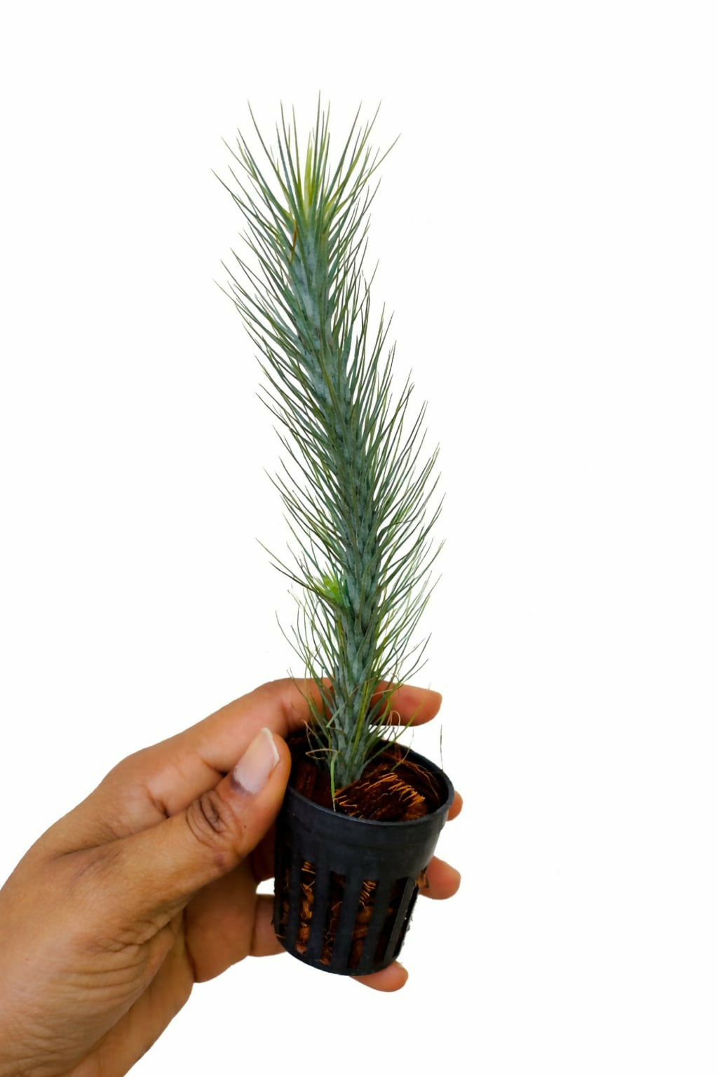 Tillandsia Funckiana