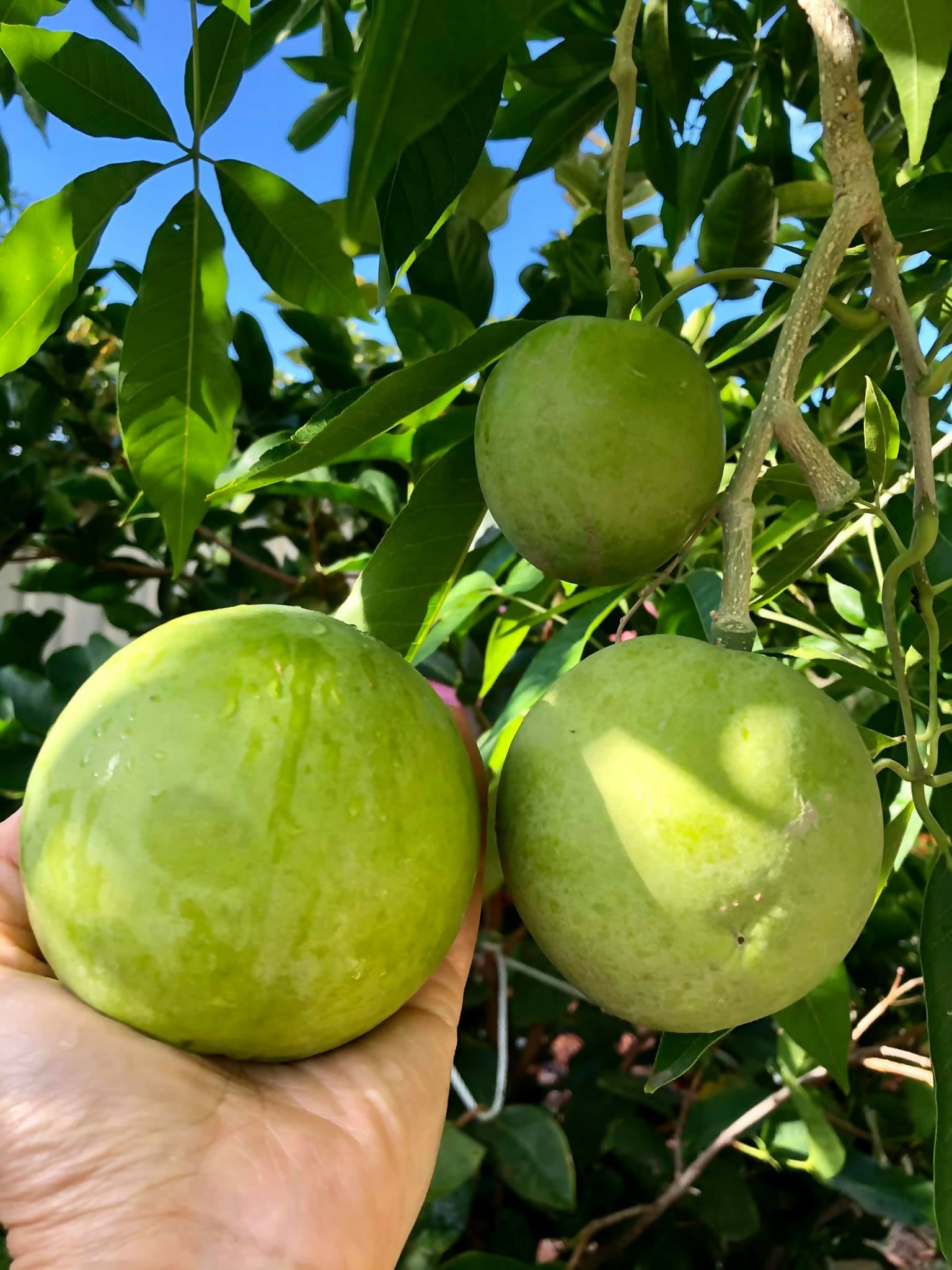 White Sapote Fruit Plant (Casimiroa Edulis)