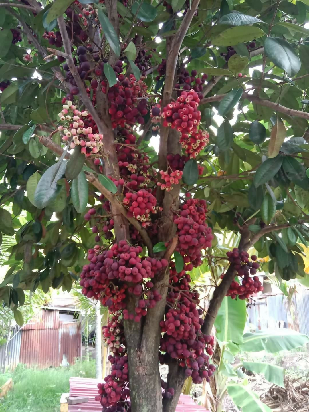 Jambu Bira Fruit Plant (Syzygium Sp)
