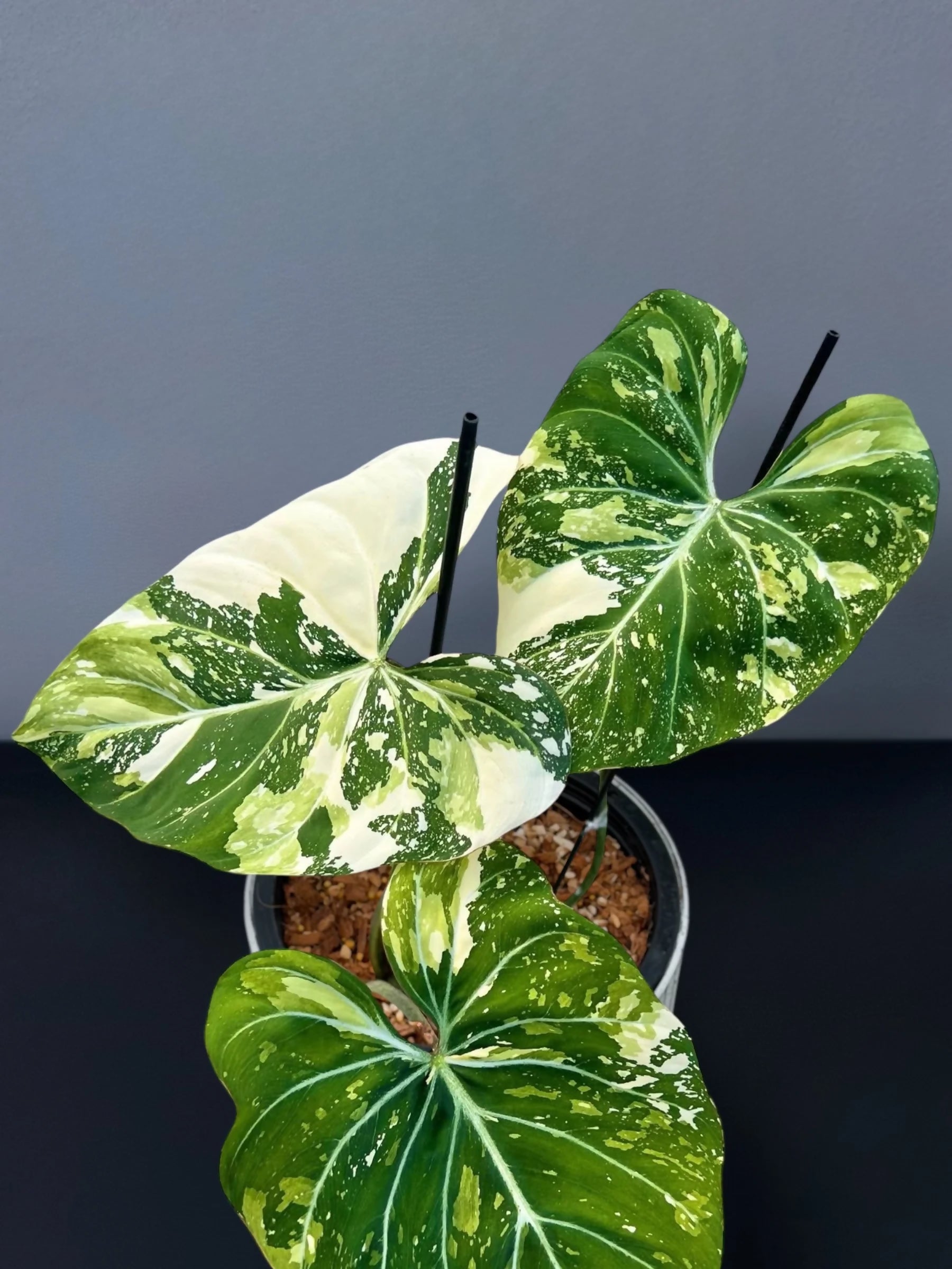 Philodendron Gloriosum Tricolour- Aloevera Greens