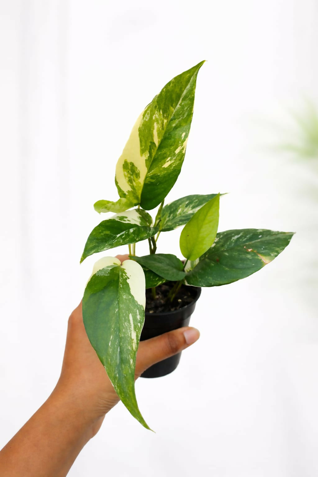 Epipremnum Pinnatum Albo