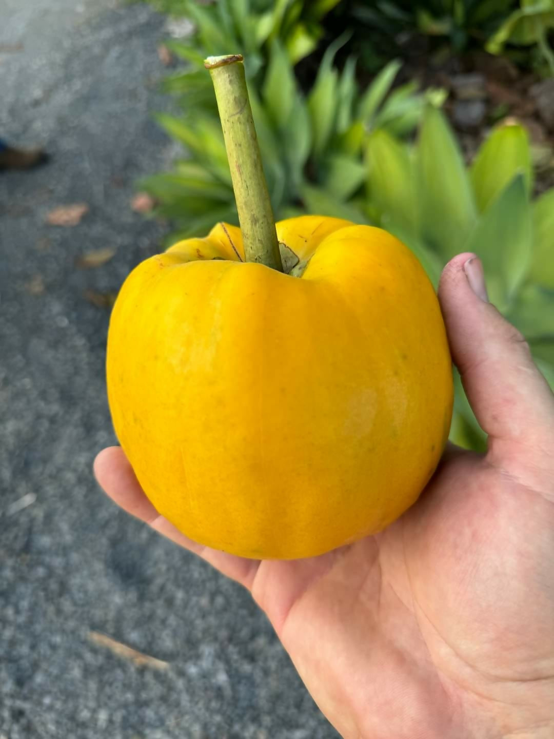 Bor-Thekera Fruit Plants (Garcinia Pedunculata)