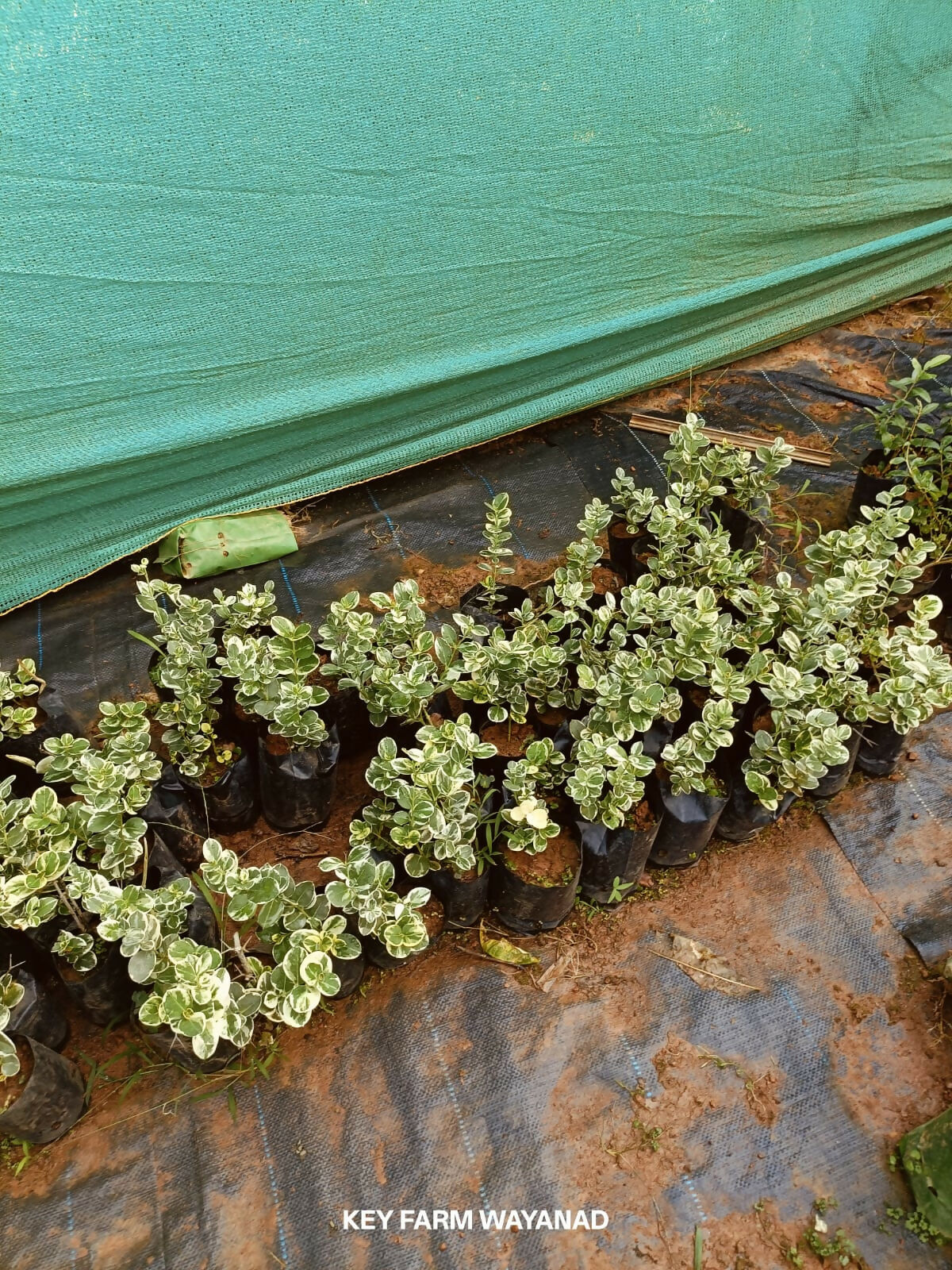 Variegated Natal Plum – Live Grafted - Keyfarm Wayanad