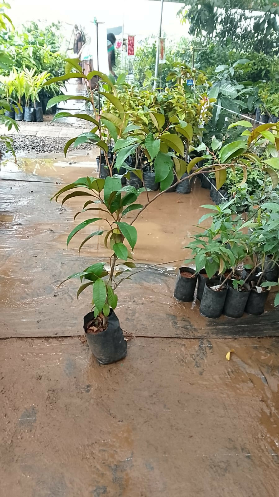 Veliyath Garden Star Apple Fruit Plant 20cm