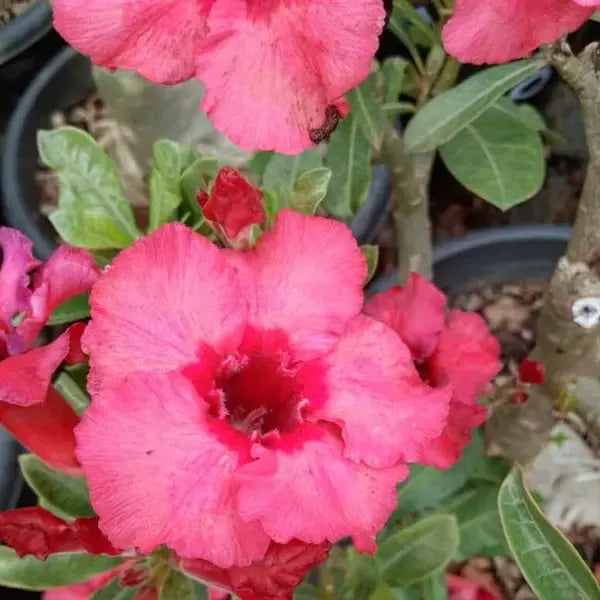 Adenium Plant - 8