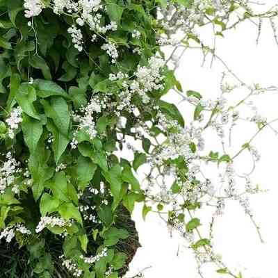 Mexican Creeper White, Coral Vine White