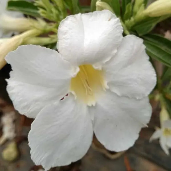 Adenium Plant - 80
