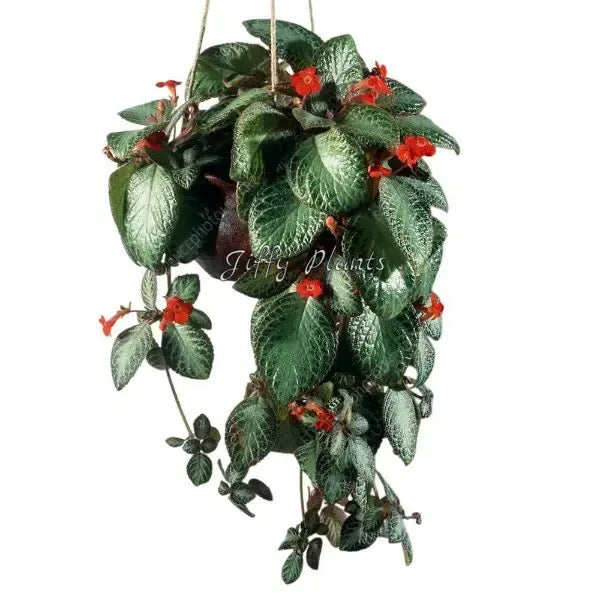 Episcia Cupreata Silver Queen - Red Flower