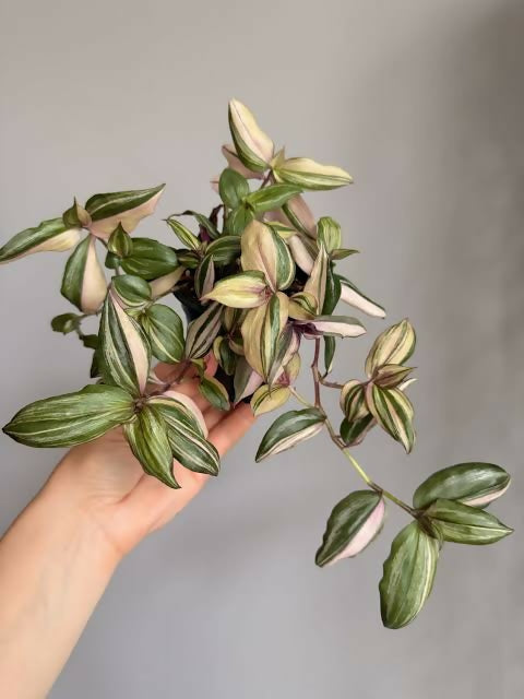 Tradescantia multicolor