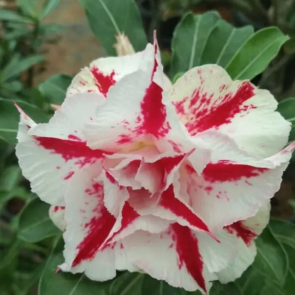 Adenium Plant - 81