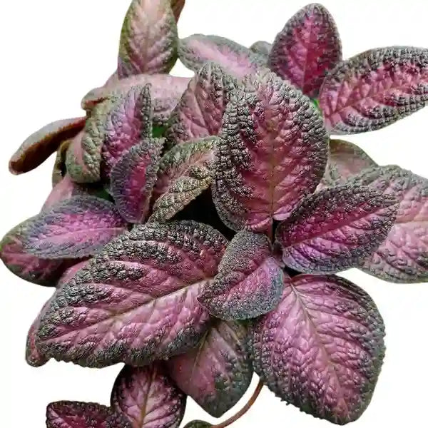 Episcia Malayan Gem - Red Flower