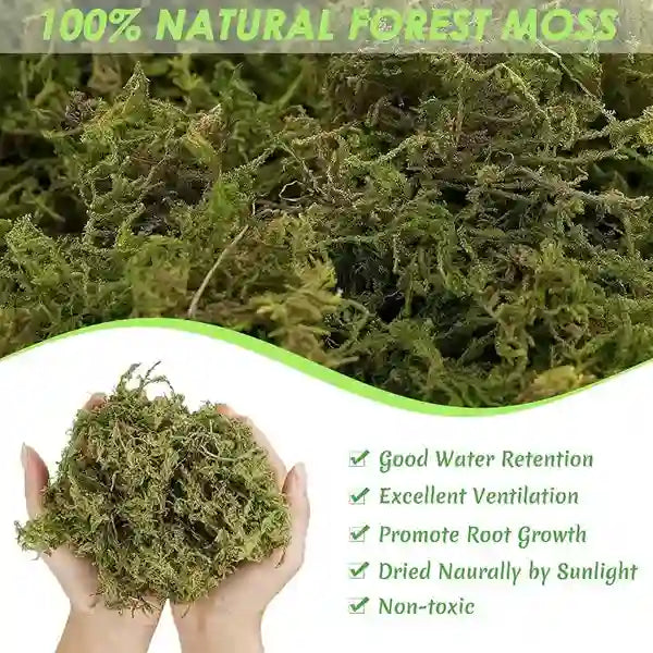 Live Sphagnum Moss - 800gms