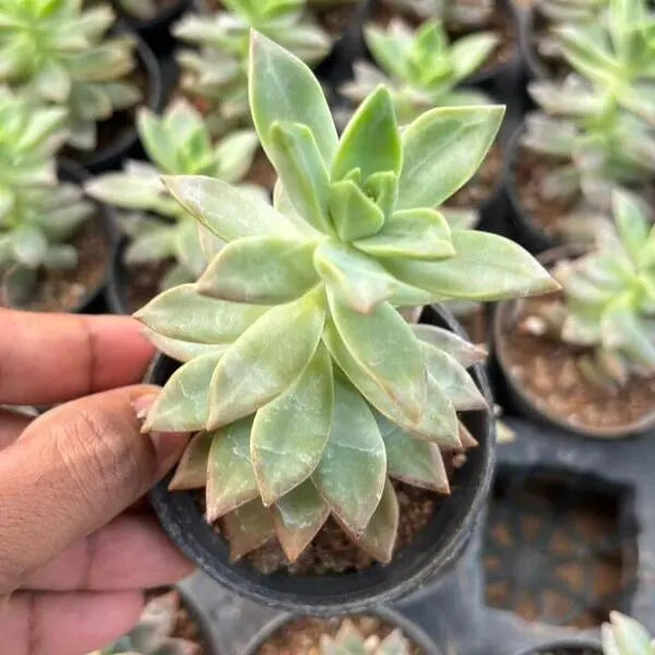 Sedum Adolphi Lime Gold