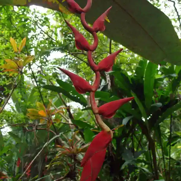 Heliconia Curtispatha