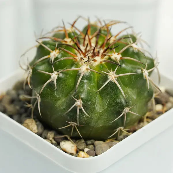 Discocactus cactus