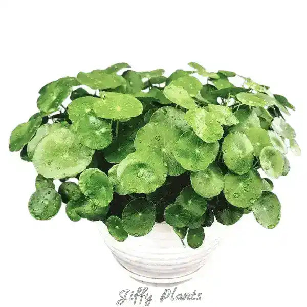 copper money plant Pennywort, Copper Coin, Lucky Plant, Money Plant – Foliages.in