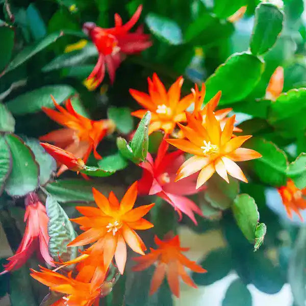 Schlumbergera Orange, Christmas Cactus Orange