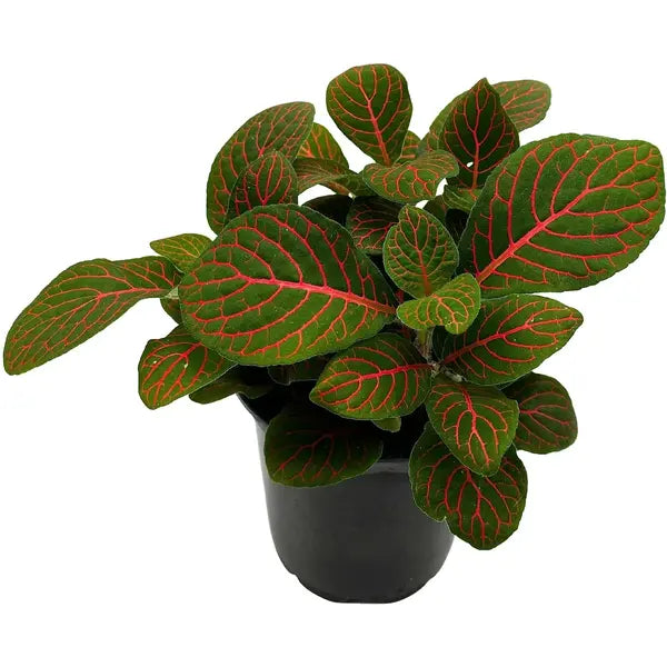 Fittonia - Pink Veined Nerve Plant