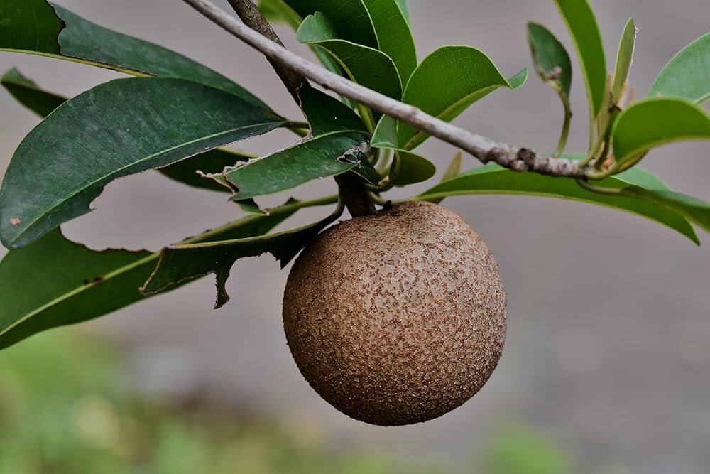 Cricket Ball Sapota Plant - Large & Sweet Fruit - Keyfarm Wayanad