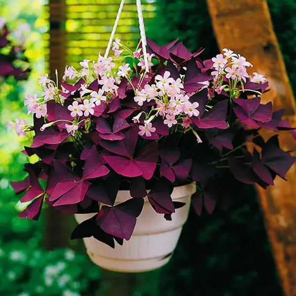Oxalis Triangularis, Butterfly Plant Purple - Bushy Plant